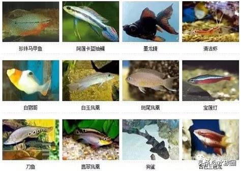 觀賞魚的種類 衰 梗圖